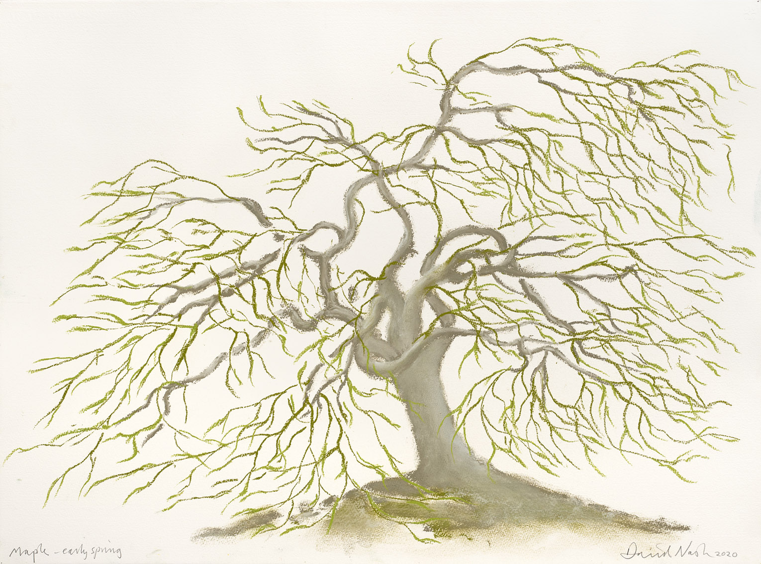 oeuvres Maple - Early spring David Nash